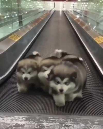 eNsLAvED DoGs foRcEd tO GeNERaTe EnOuGh cAniNE eNErgY To POwER eNtIRe CiTy