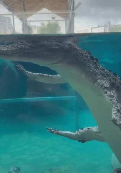 Just remember they are scarier on the topside... 🤣🤣🤣