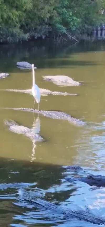 Bird goes Alligator surfing