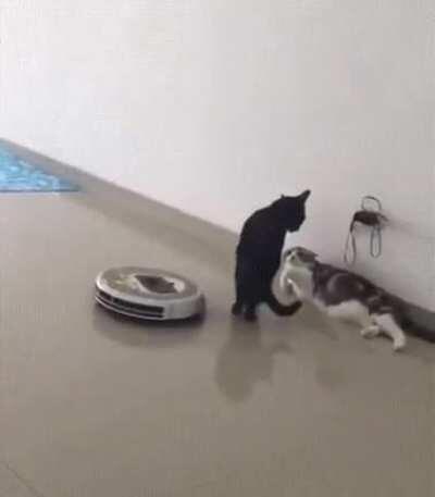 Imagine Being as Smooth as This Cat.