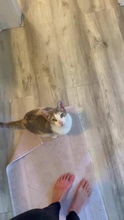 Airbnb kitty politely demands pets