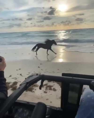 The Black Stallion galloping along the beach.