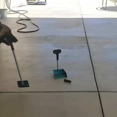 The rarest pupper of all.