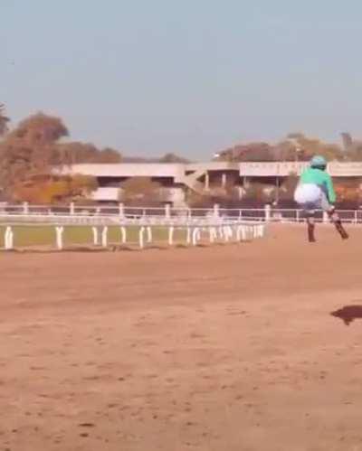 Caballos no-binarios