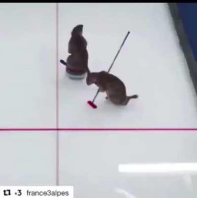 What do they give as a prize to the winners? 