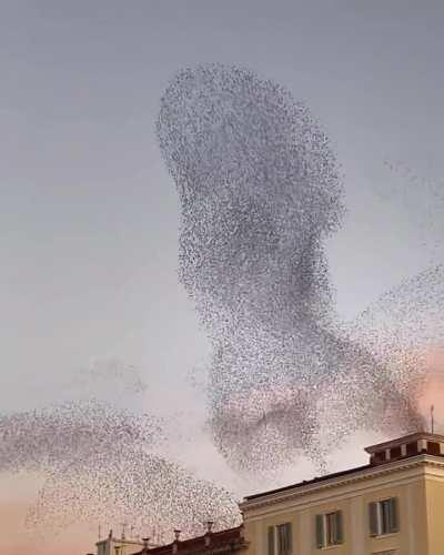 Murmuration of starlings in Italy.