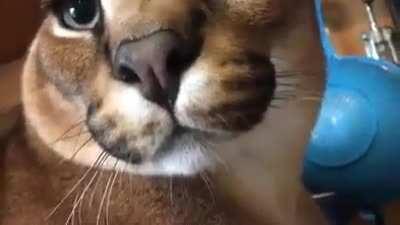 POV: you smell of shrimp