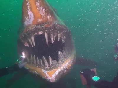 Thanks, I hate underwater shark statues.