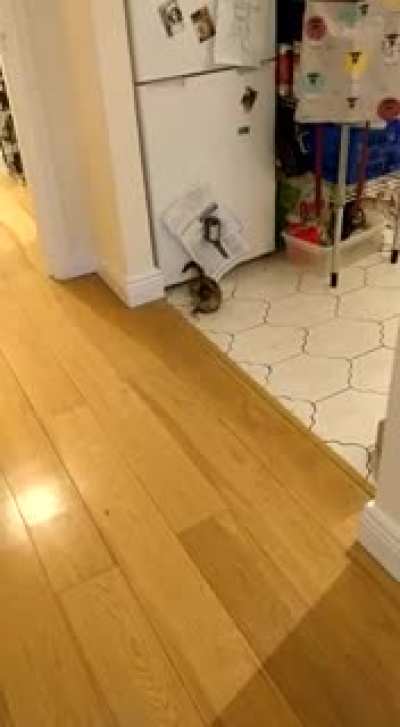 Jazz not convinced about the collar bell.