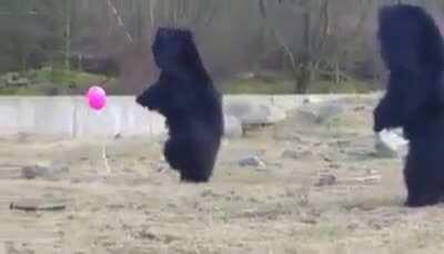 Just bunch of bears playing with a pink balloon.