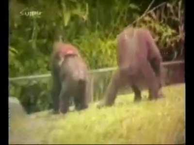 Devious Orangutan Plays a Trick