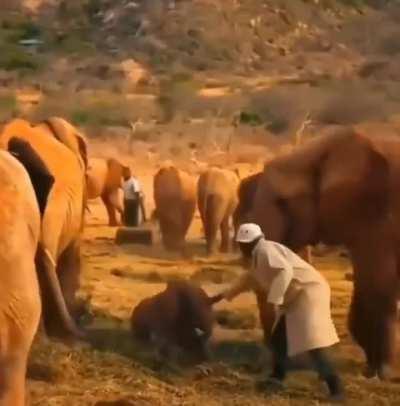 🔥Baby elephant being disciplined.