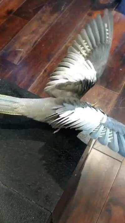 Pepper 🌶️ the playful and very verbal boy (maybe!)