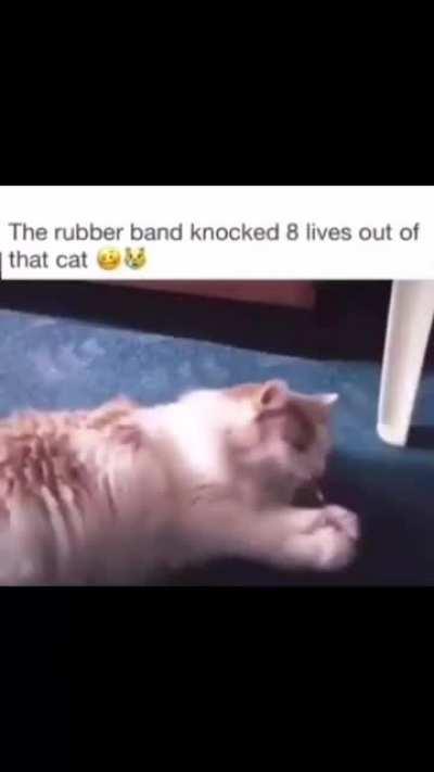 The rubber band knocked 8 lives out of that cat