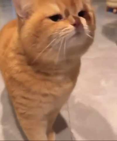 When your human finally comes back from a long trip and you’re not sure if you’re mad or just glad 🤨