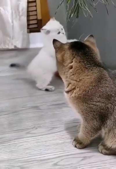 I'm gonna pounce on..er...nevermind