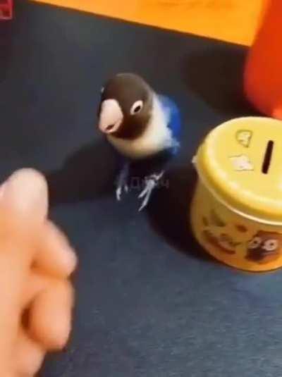 А чему еще его можно научить?