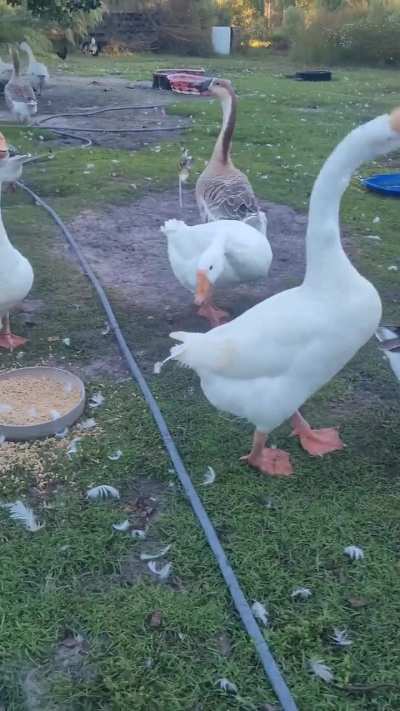 Checking in with the gaggle at breakfast