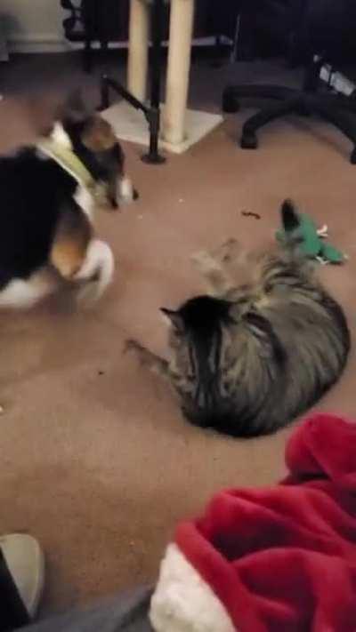 I had NO idea how brutally vicious beagles are!