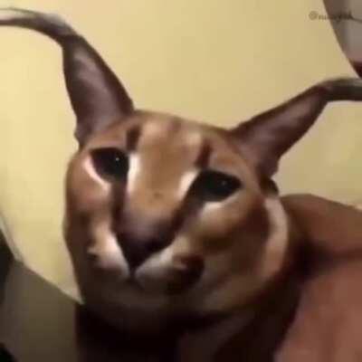 its not floppa friday but here HAVE THIS EPIC MEME