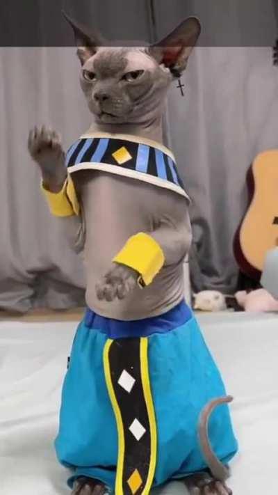 Beerus cosplay