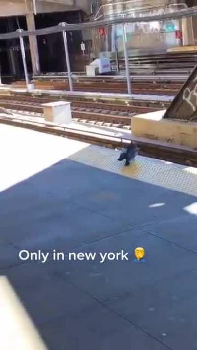 Голубиная мафия пихает раненого голубя под поезд