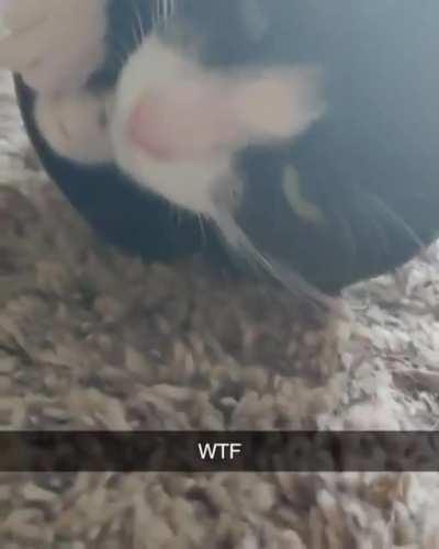 Tight Pussy, Big Butt.