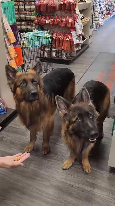 Their look at the Master for permission is priceless! Well behaved dogs! Kudos to the owner!