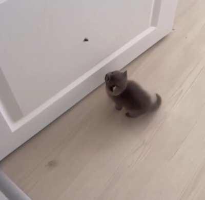 Kitten trying to catch a fly... 😅