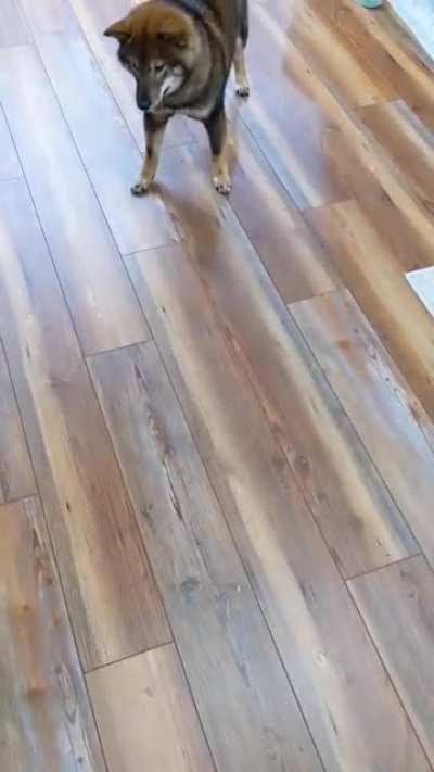 She rarely barks, but when she does... it's because a watermelon is giving her weird vibes and looking at her funny.