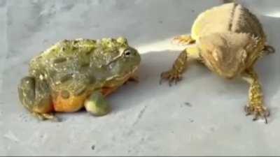The frog's look of denial