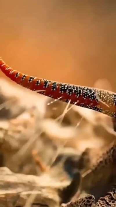 🔥 Golden-tailed Gecko