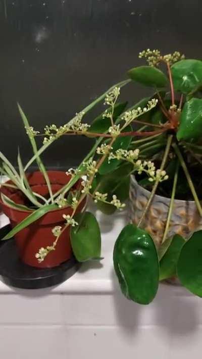 My Chinese Money Plant just started flowering, and I caught these little pollen explosions as it bloomed