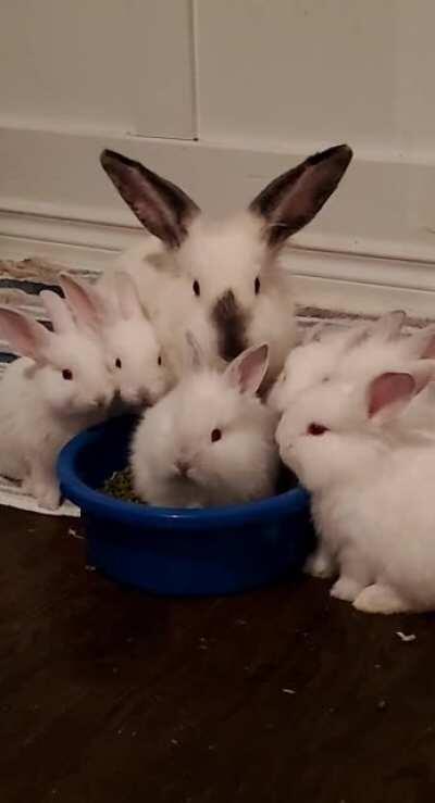 Baby bunnies