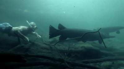 Alligator gars in Trinity River, Texas