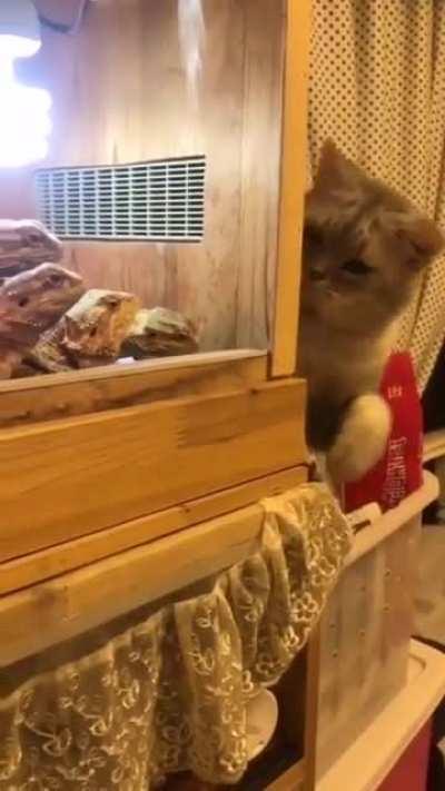 The cat if I don’t see them. They can’t see me