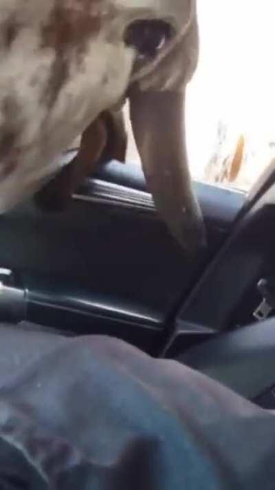 Cow gets its head stuck on car