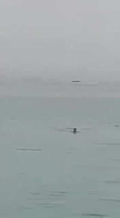 Russian tourist gets eaten alive by a shark in the Red Sea, Hurghada, Egypt.