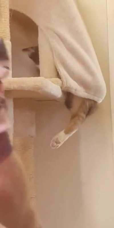 Dad leave my toe beans alone!