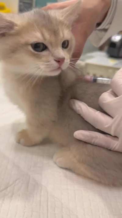 Such a well behaved kitten