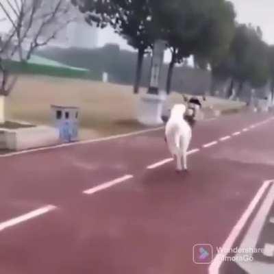 Fuck this mechanical horse in particular!