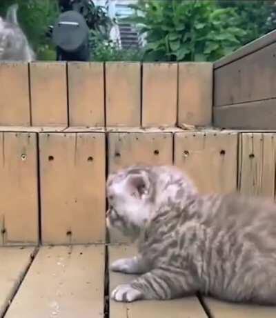 Cute kitten falling