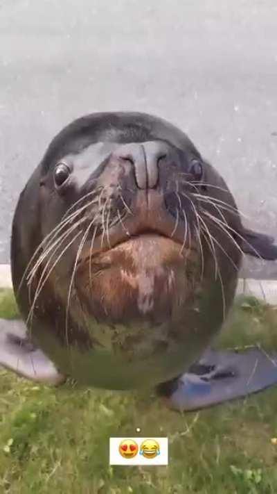 street sea dog demands more fish