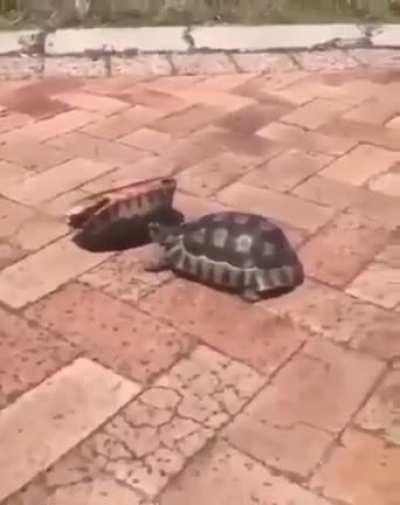 im a turtle guy now