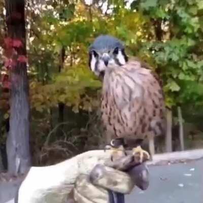 A Falcon's Head Stabilization