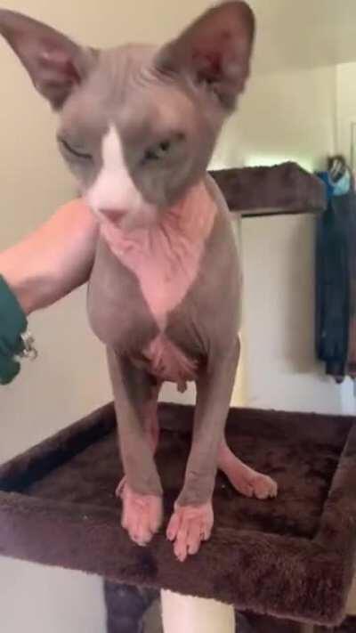 Had this boy surrendered to me a month ago, he’s SO full of love❤️