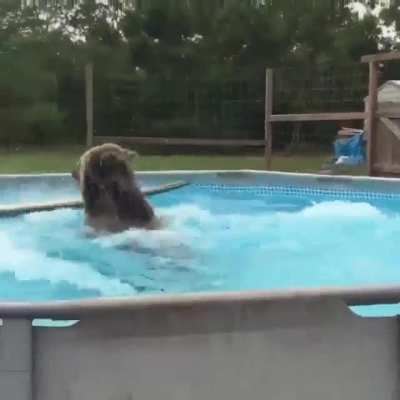 Enjoying a nice dip in the pool