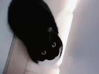 cat of the day 38... he the again....