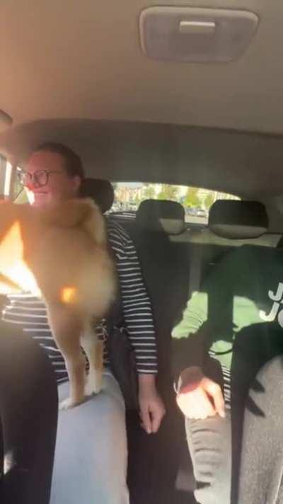 *touches feet* HI-YA! Karate Kick Dog