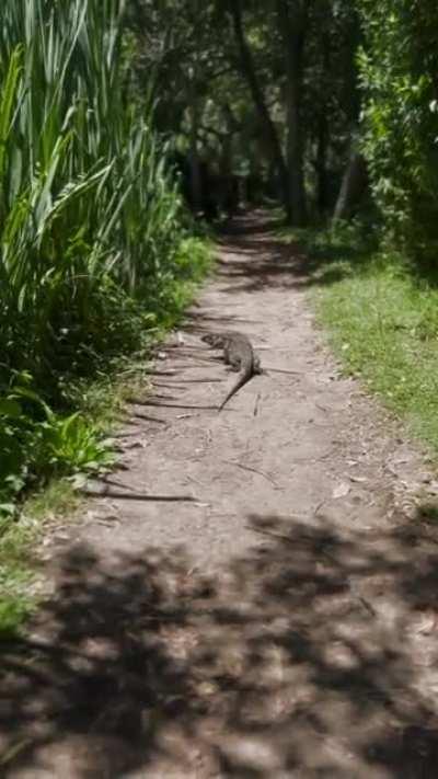 Lagarto overo en San Isidro.